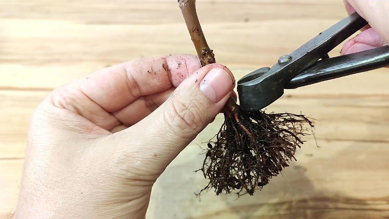MEJORANDO UN PLANTÓN DE DESHOJO - BONSAI
