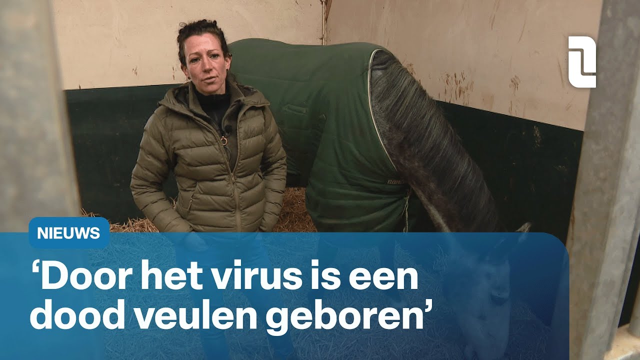 Uitbraak rhinovirus bij paardenstal is nachtmerrie voor iedere paardenhouder | L1 Nieuws