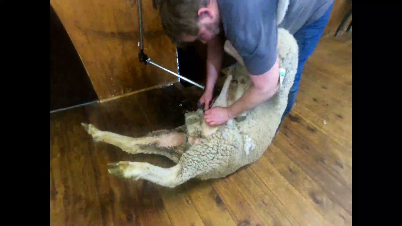 Working in NSW ,SteamPlains 10 stand woolshed 2021