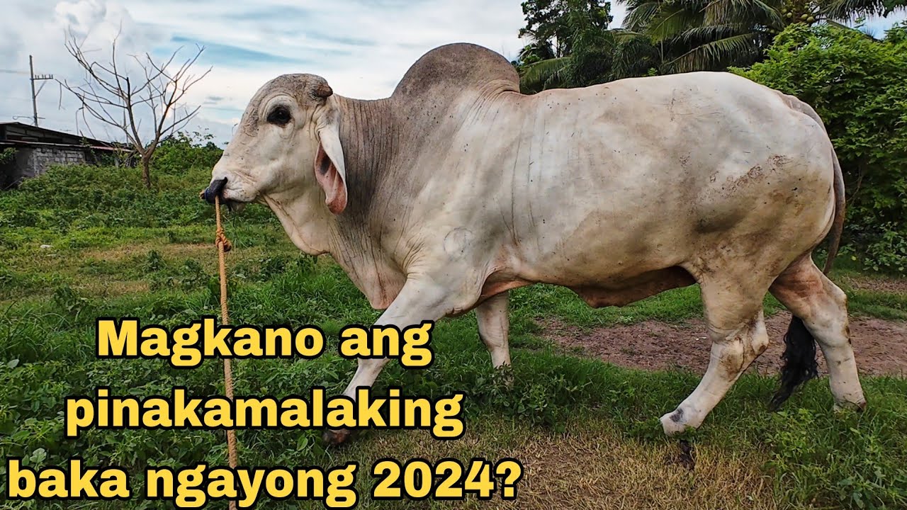 PRESYO NG PINAKAMALAKING BAKA NGAYONG 2024 | Dji Osmo Action 4 | Livestock Farming