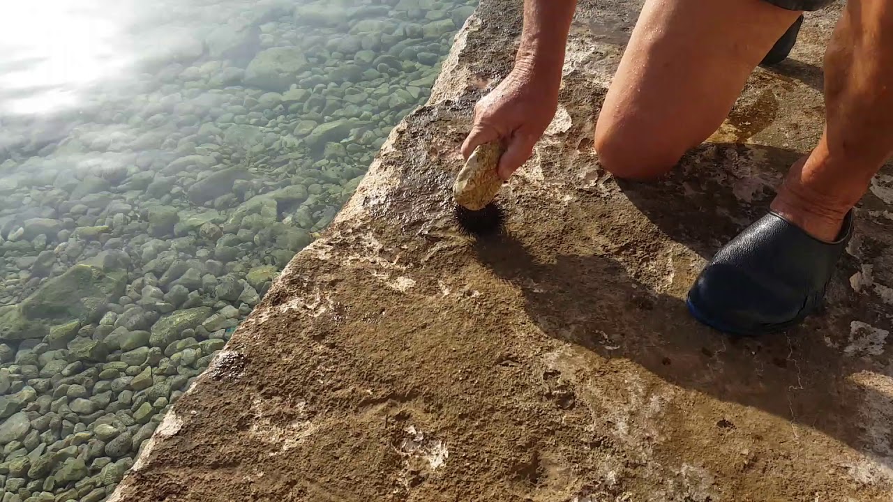 Seeigel. So ist man richtig in Kroatien