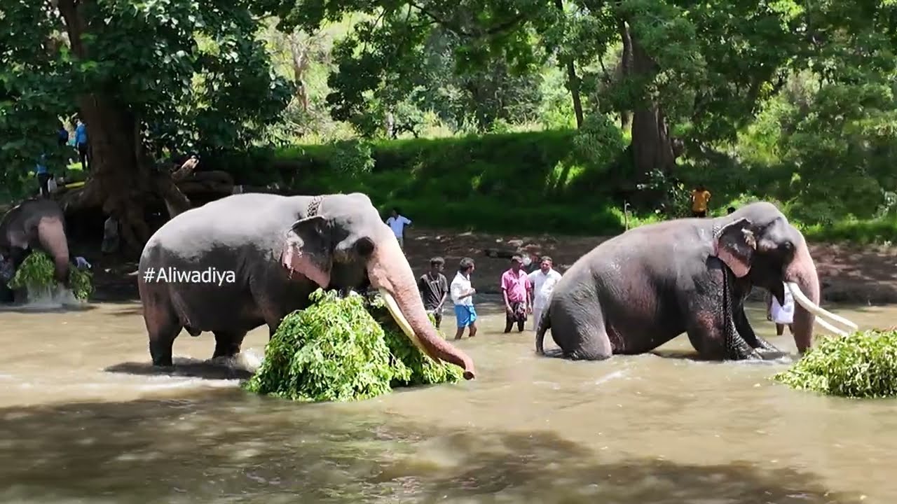 ඇතුපඳලම දැමීම / Ruhunu Maha kataragama dewalaya