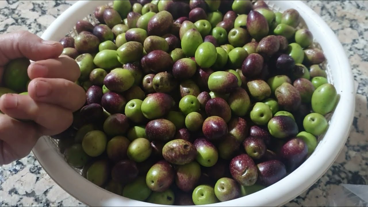 الجديد في ترقيد و تحميض الزيتون في المنزل 🫒 Home Made Olives