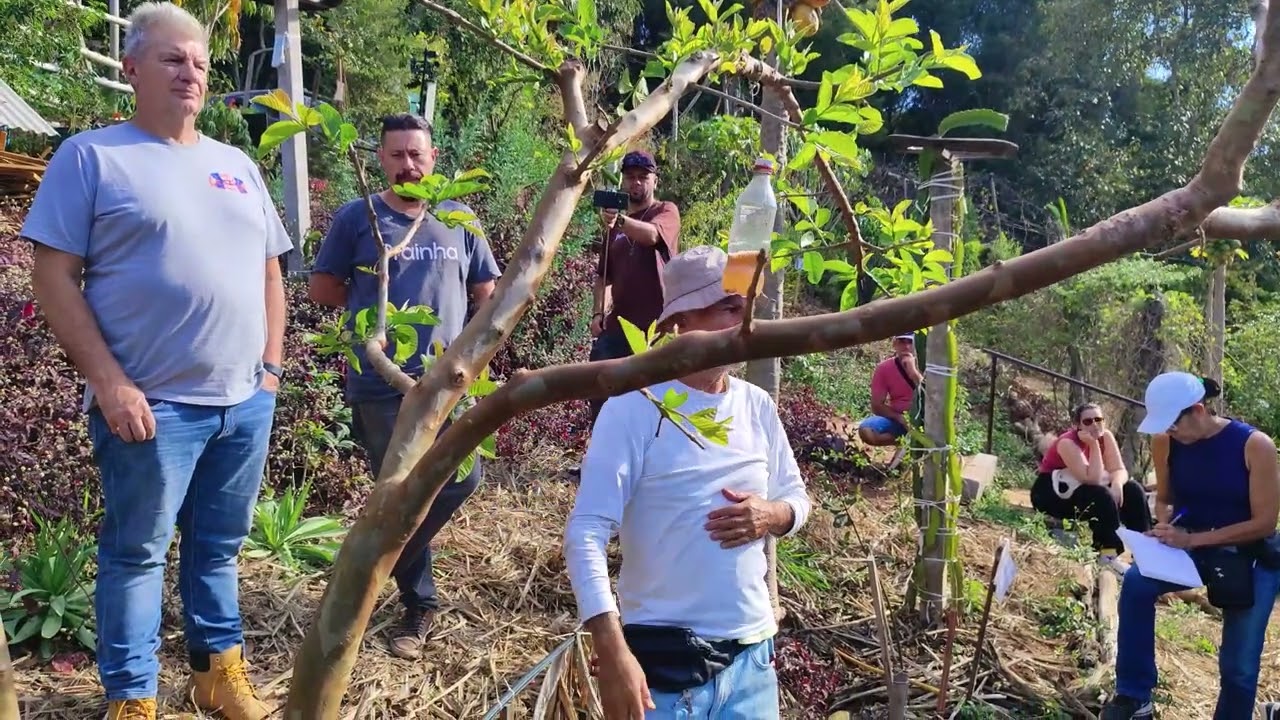 Goiabeira Manejo e desbrota do enxerto com Sergio Semerdjian em Aula no Plantar em Casa