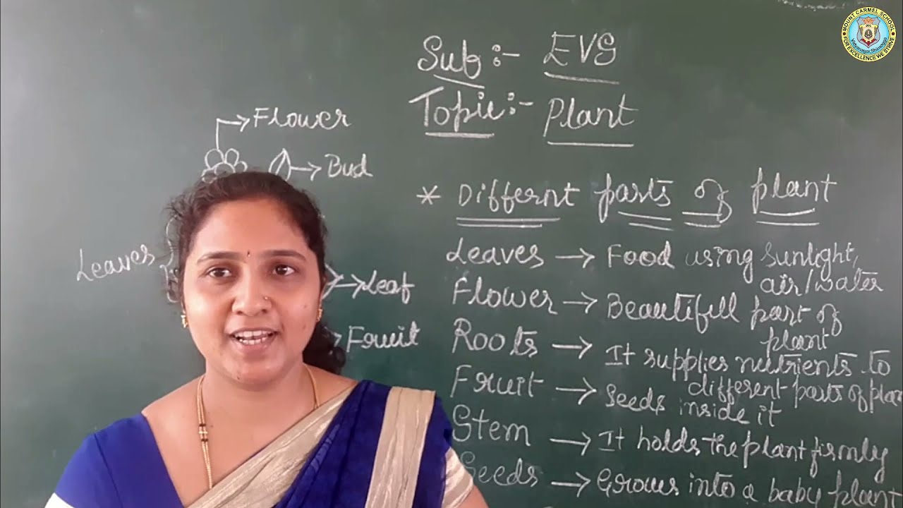 Bridge Course : Grade 3 - Environmental Science - All about plants
