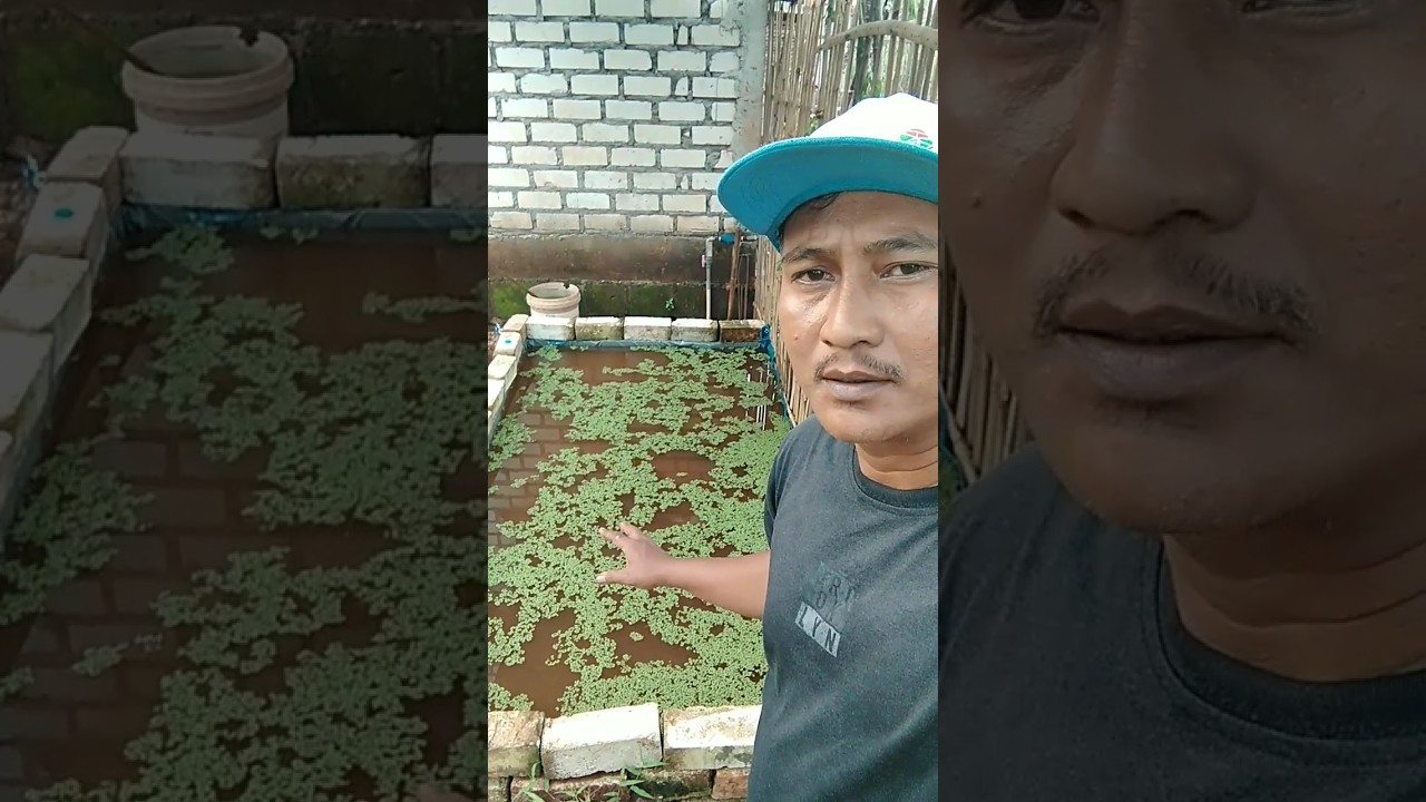 mengenalkan azolla ke bolo bolo 