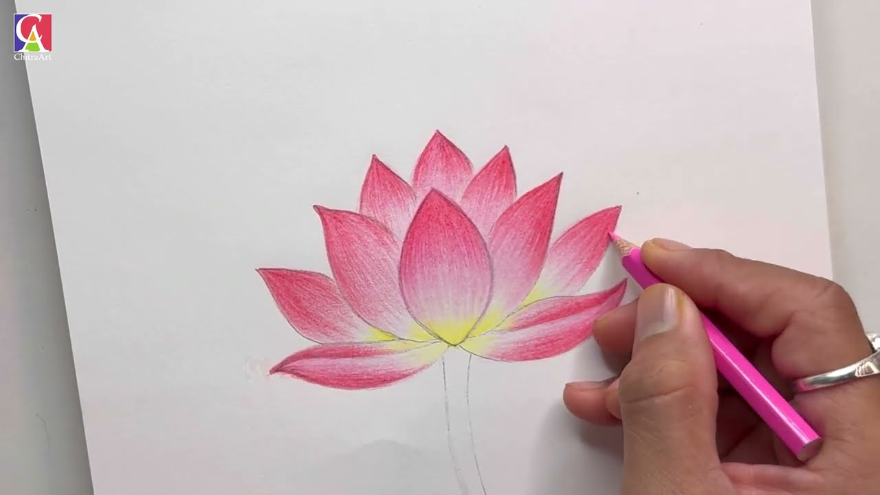 Easy Lotus Drawing Color Pencil with only 30 Rupees Color, Flower Drawing for Beginners