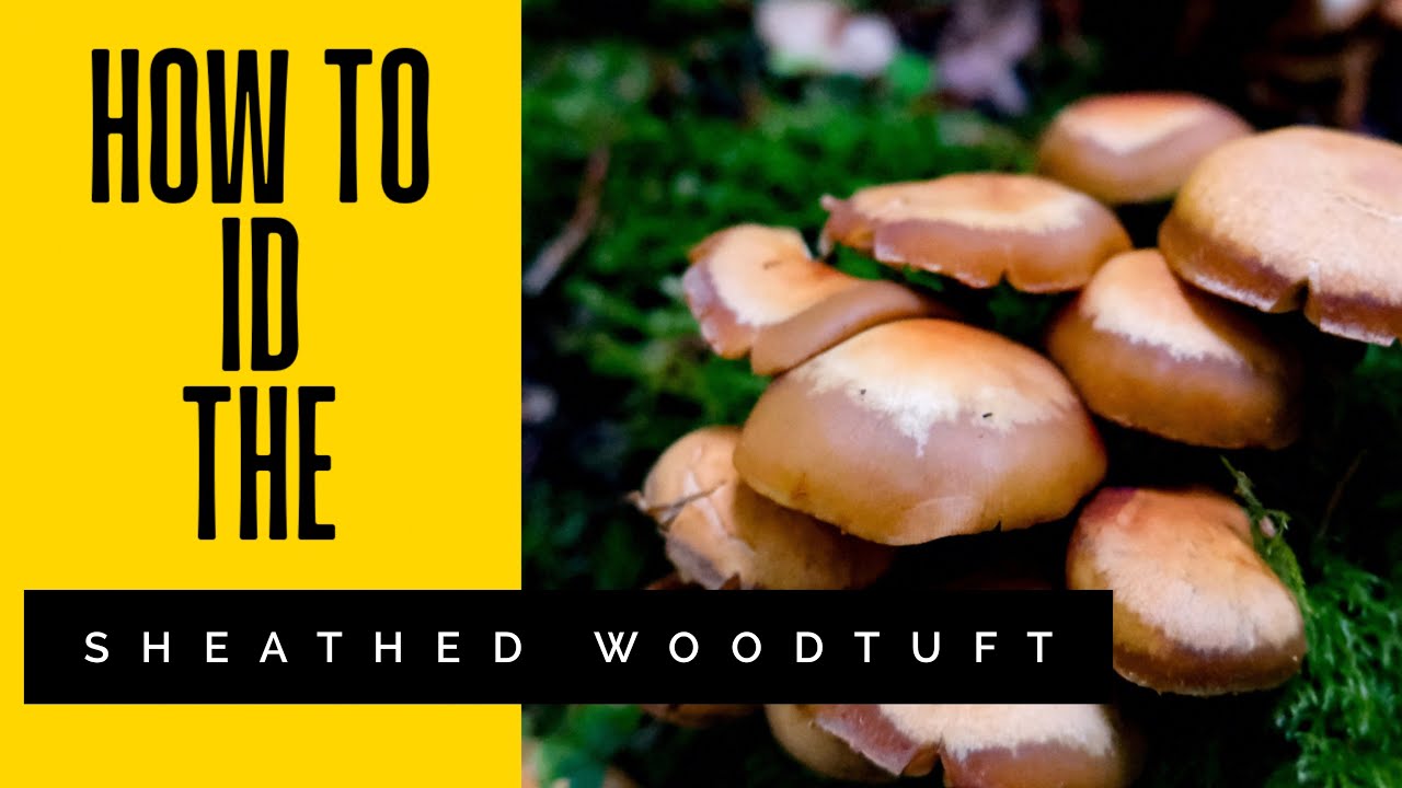 The most dangerous mushroom to forage in the UK | Kuehneromyces mutabilis