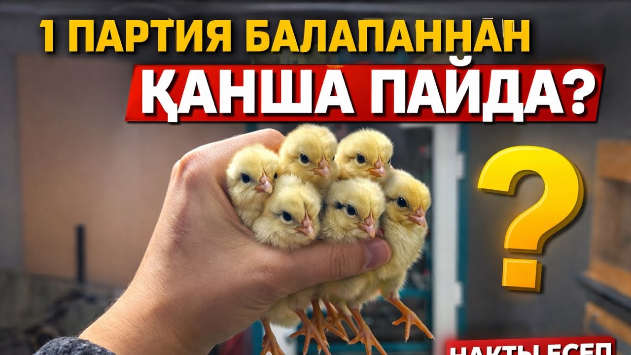 «1 партия балапаннан қанша пайда? Нақты есеп»