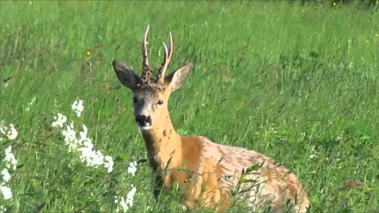 Hungrig r&aring;bock.
