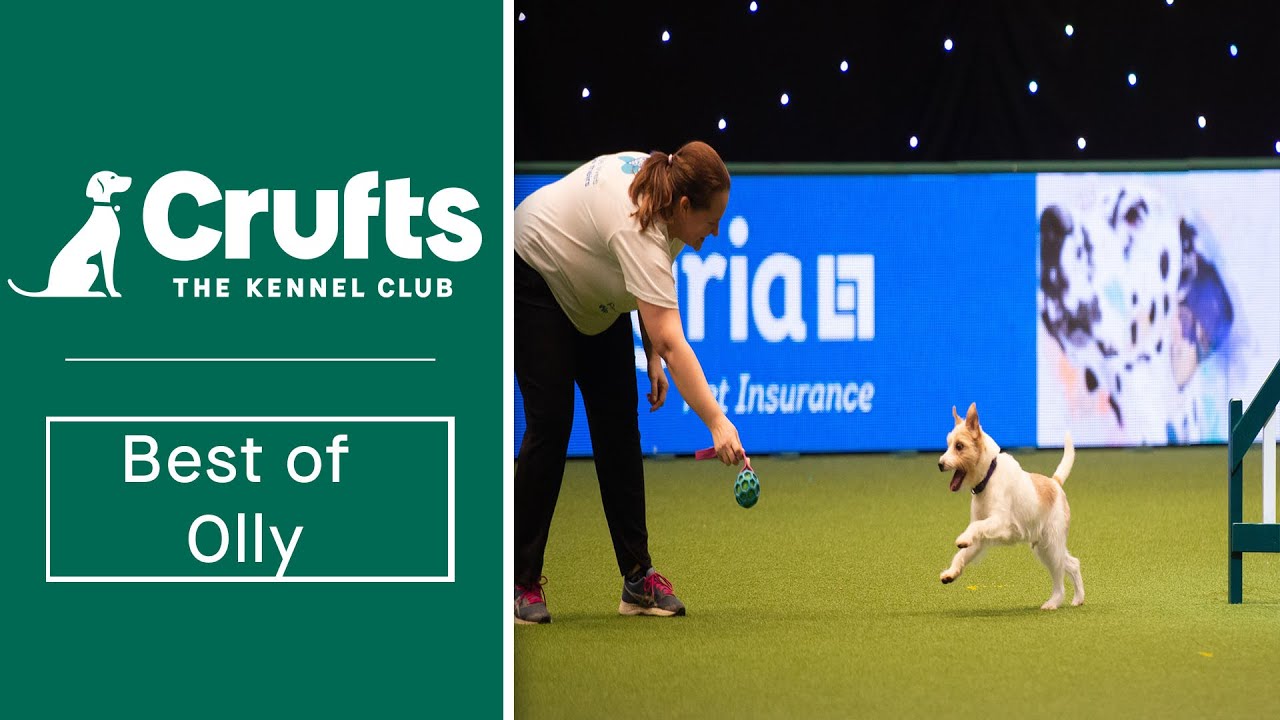 The best of Olly the Jack Russell Terrier at Crufts! | Crufts 2022