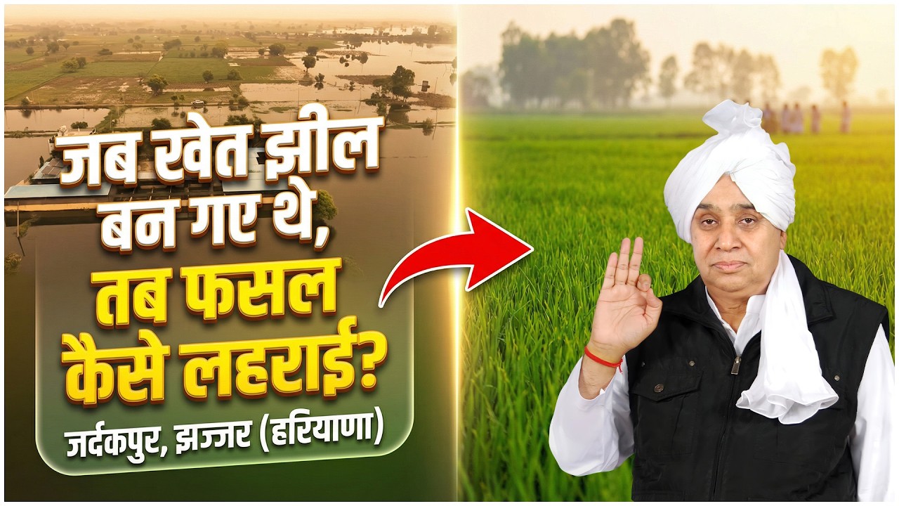 जर्दकपुर, झज्जर (हरियाणा) जब खेत झील बन गए थे, तब फसल कैसे लहराई? SA News Channel