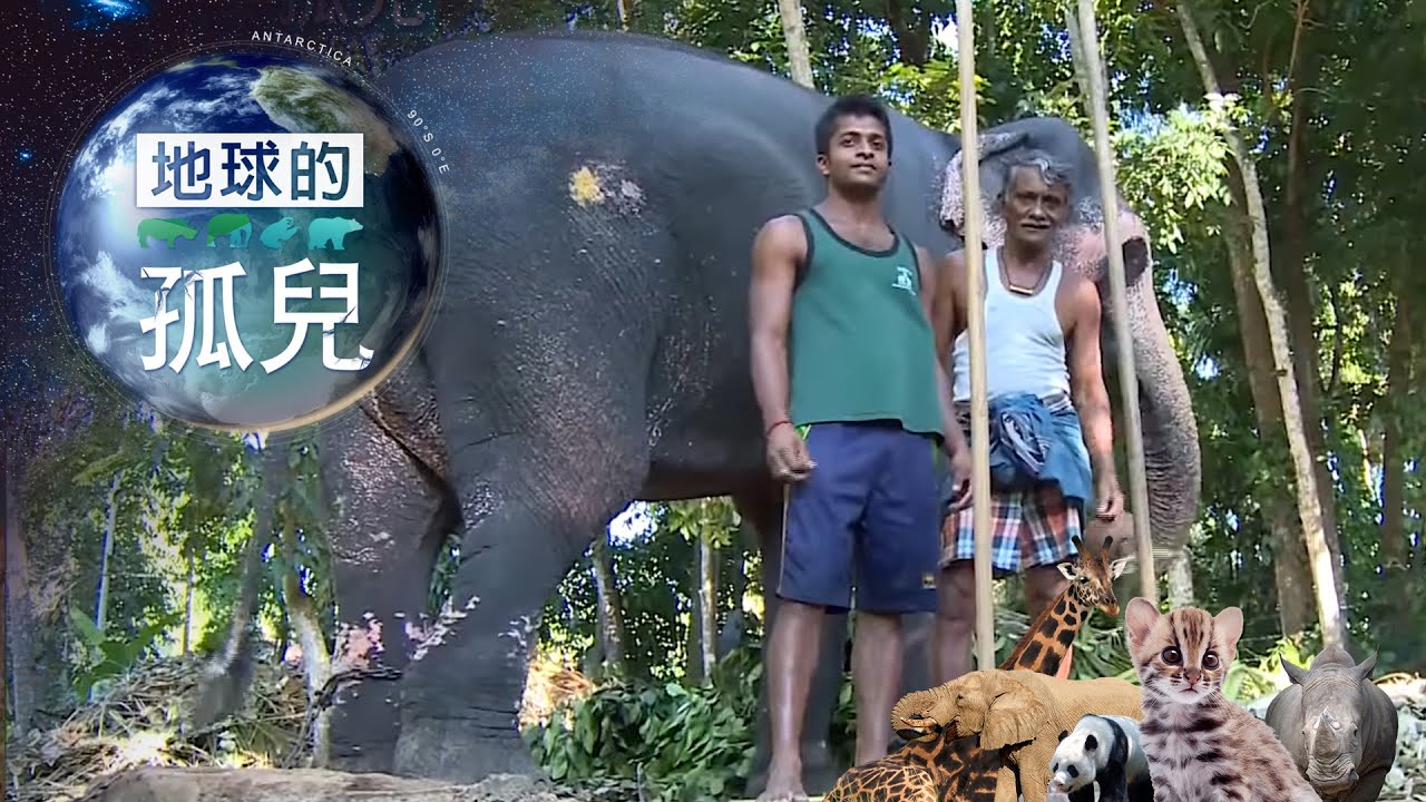 地球的孤兒 ~消失的亞洲象 Orphans of the Earth／Asian Elephant Rescue 【全集】｜白心儀