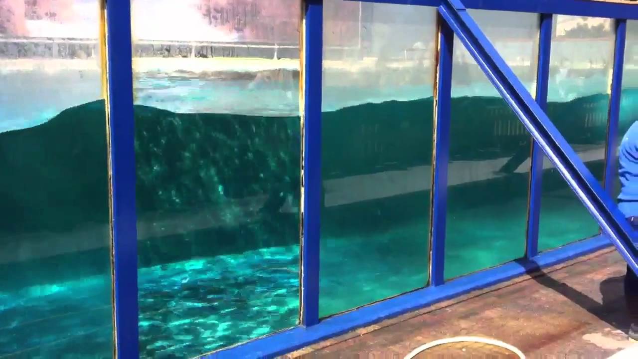 Orka Morgan @ Dolfinarium Harderwijk (NL) part 2