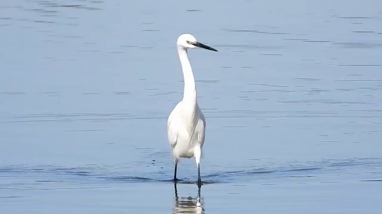 Czapla nadobna / Little Egret / Egretta garzetta