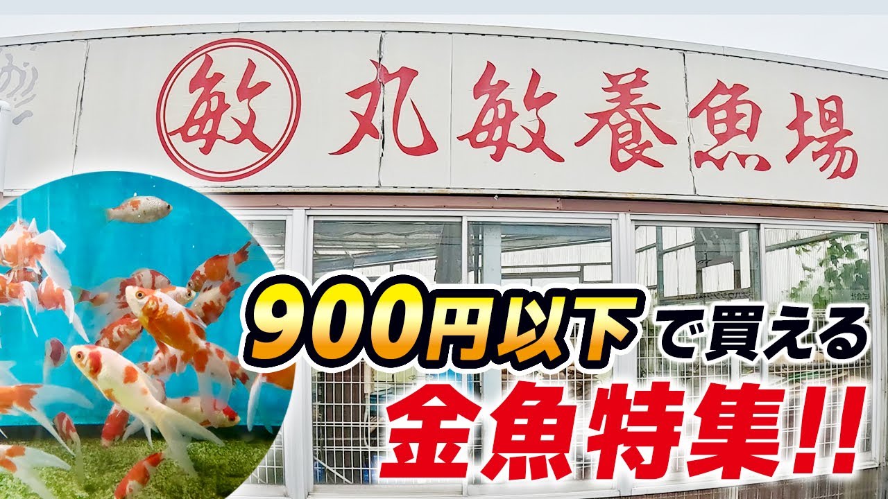 【丸敏養魚場】弥富の有名店‼︎金魚のハイシーズン直前‼︎お子様のお小遣いでも買える、上質でリーズナブルな金魚を集めてみました。