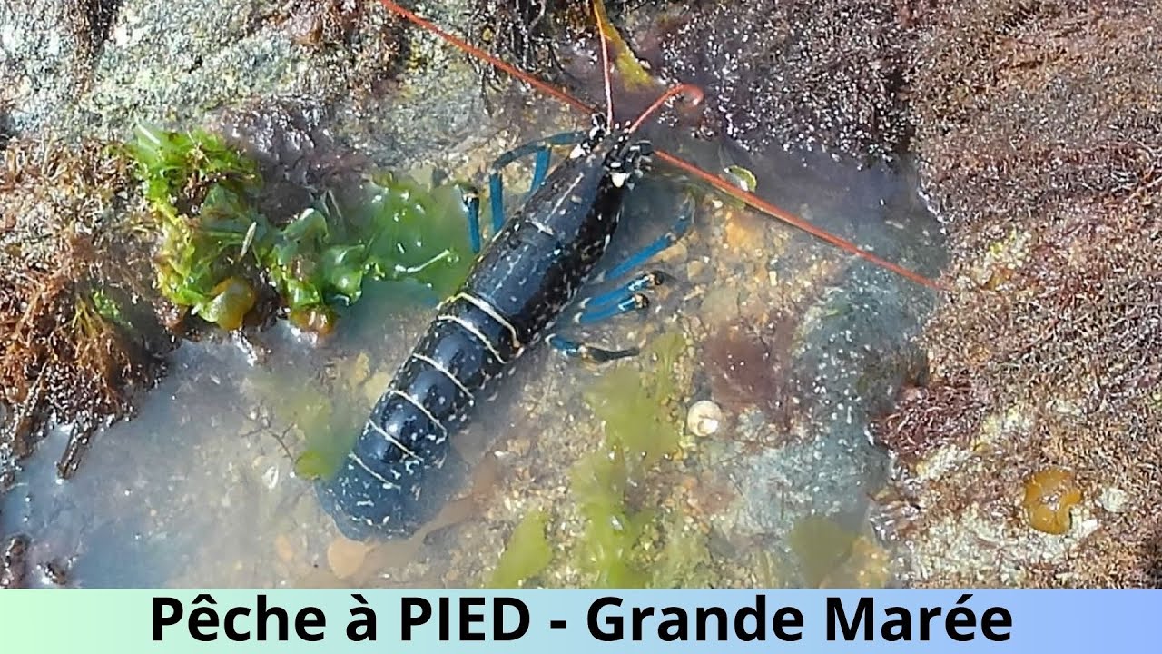 Comment pêcher les Couteaux + Homard et Congre aux Grandes marées en Bretagne