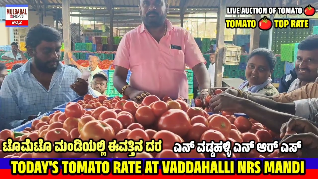 Tomato rate today 