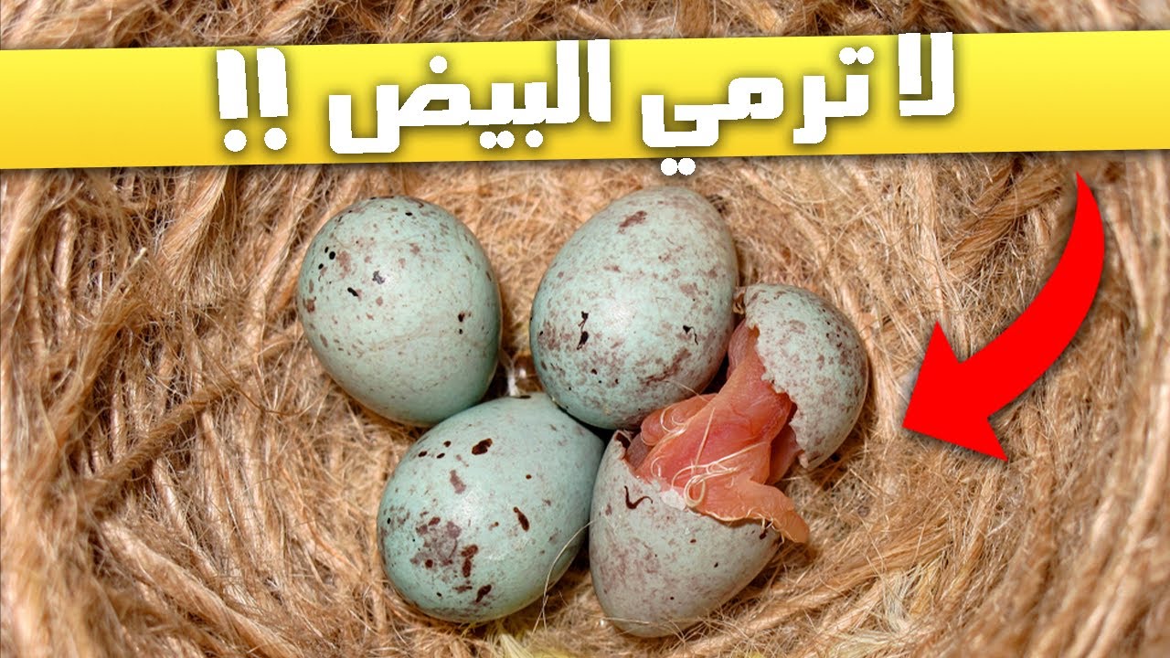 ما عليك فعله بعد أن تكتشف أن بيض أنثى الكناري غير ملقح