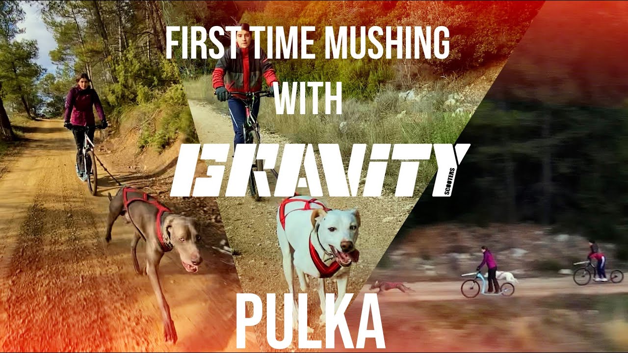 First Time Mushing with GRAVITY SCOOTERS - Easy Mushing