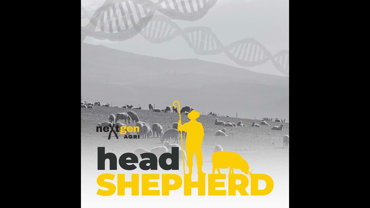 neXtPredict: Breeding Values Made Easy for Commercial Sheep Producers