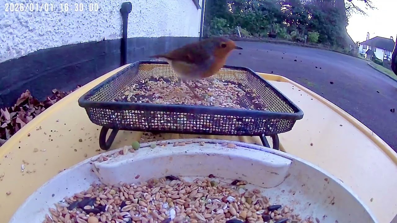 ROBIN, SPARROW & MAGPIE #youtube #wildlife #birds