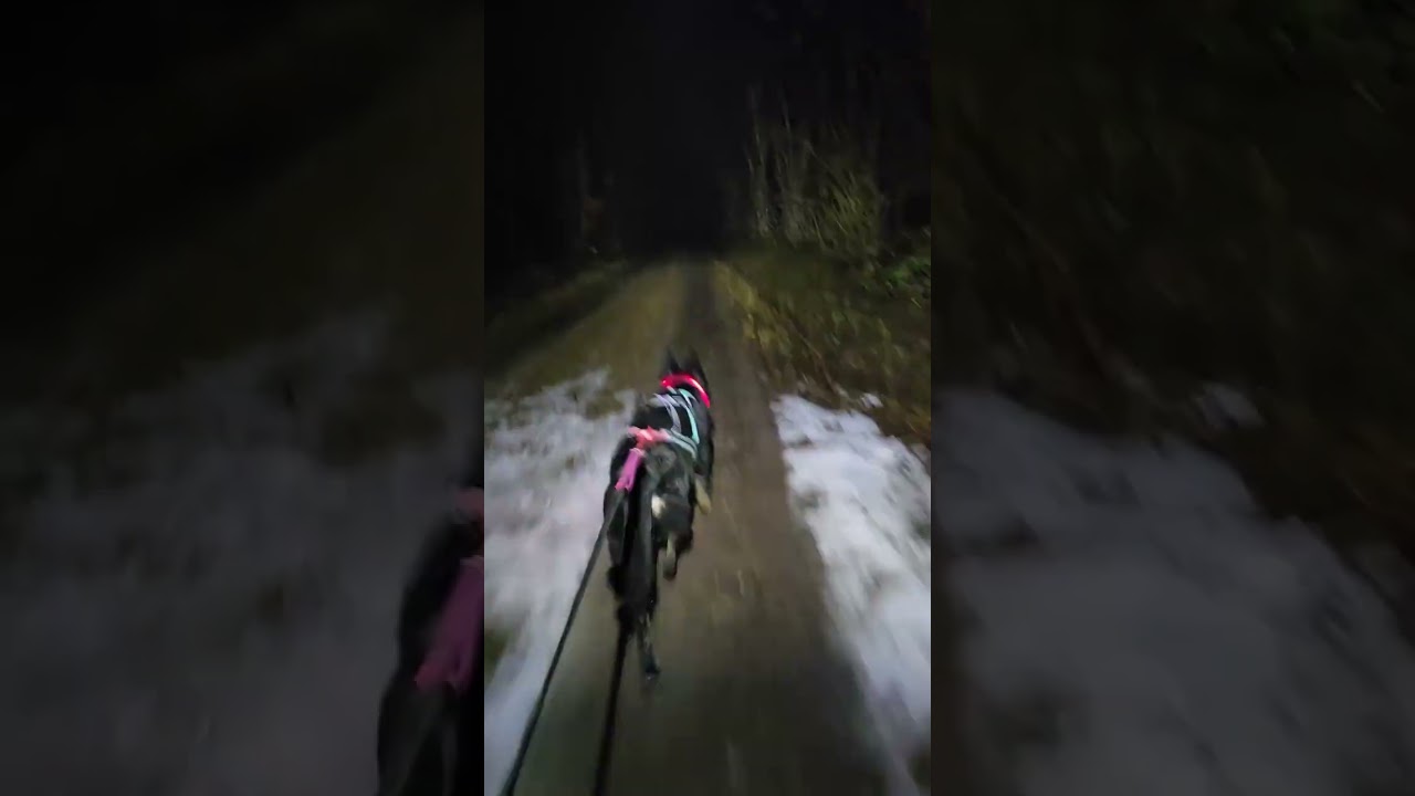 Feierabend CaniCross Runde mit Abby