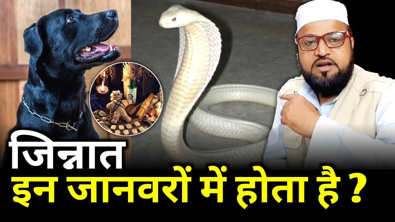 Jinnat In Janvaron Mein Hota Hai? |Only mufti| maulana abdur rashid miftahi |miftahi channel|