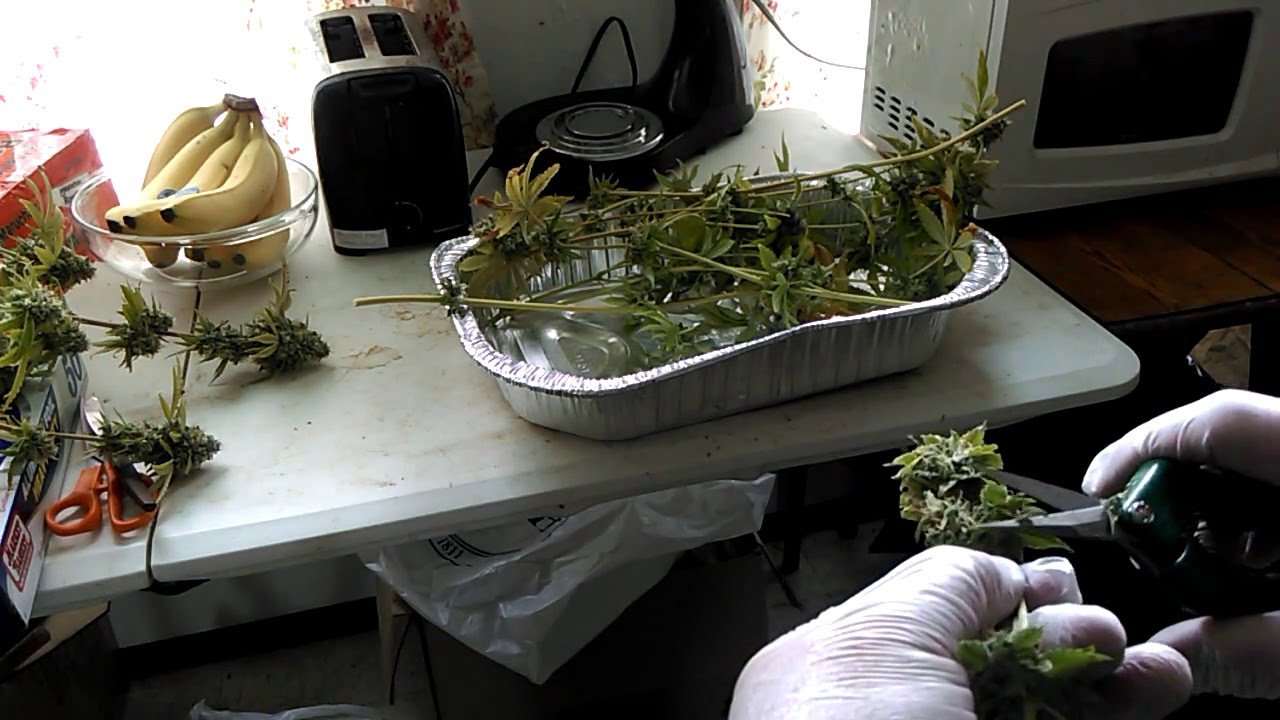 Pineapple Chunk harvest/scissor scrapings
