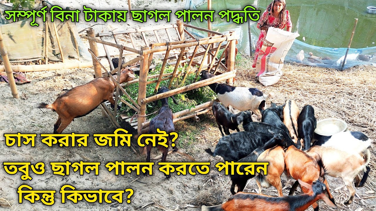 সম্পূর্ণ বিনা টাকায় কিভাবে ছাগলের খামার এবং ছাগল পালন করা যায়? How to farm goats? #Goatfarming