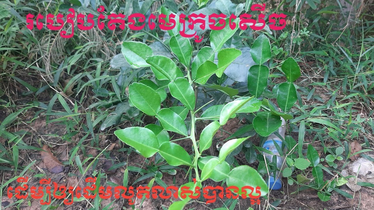 របៀបតែងមេឃក្រូចសើចនិងការថែទាំដើម្បីឲ្យក្រូចសើចលូតលាស់បានល្អ