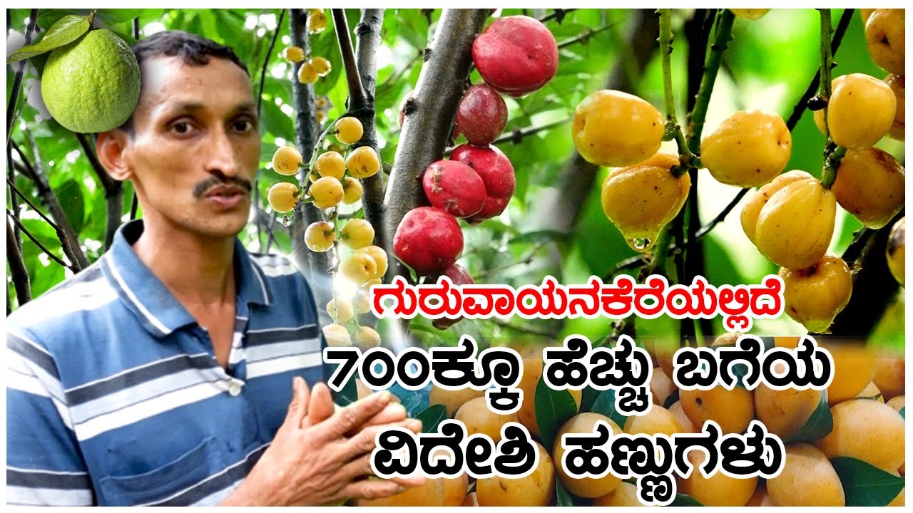 ಇಲ್ಲಿ ಕಾಯಿ ಪಪ್ಪಾಯಿಗೆ ಚಿನ್ನದ ಬಣ್ಣ, ಮುಳ್ಳುಸೌತೆಯಂತಹ ನಿಂಬೆಹಣ್ಣು ನೋಡಿದ್ದೀರಾ?