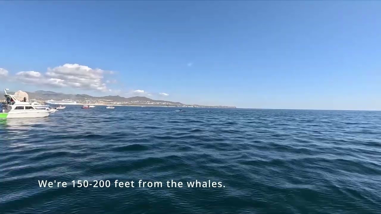2026 02 10 Cabo San Lucas whale watching