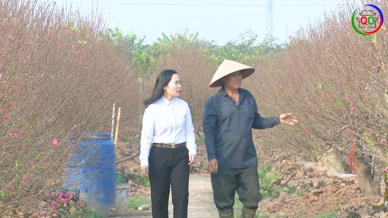 🌸 Làng Đào Hoàng Xá, xã Quốc Oai Ngập Tràn Hơi Thở Mùa Xuân 🌸