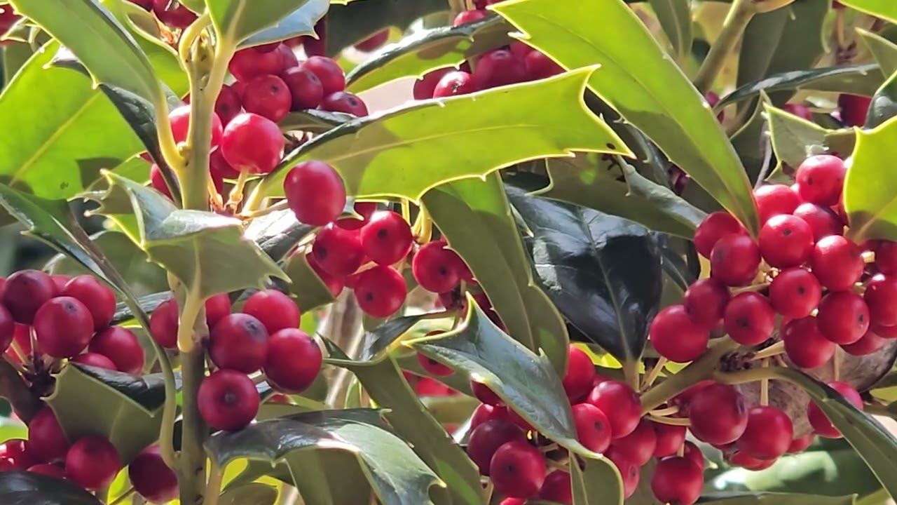 Perfect February Morning on Sunlit Holly 🌿❄️ Peaceful Winter Ambiance with Calm Music