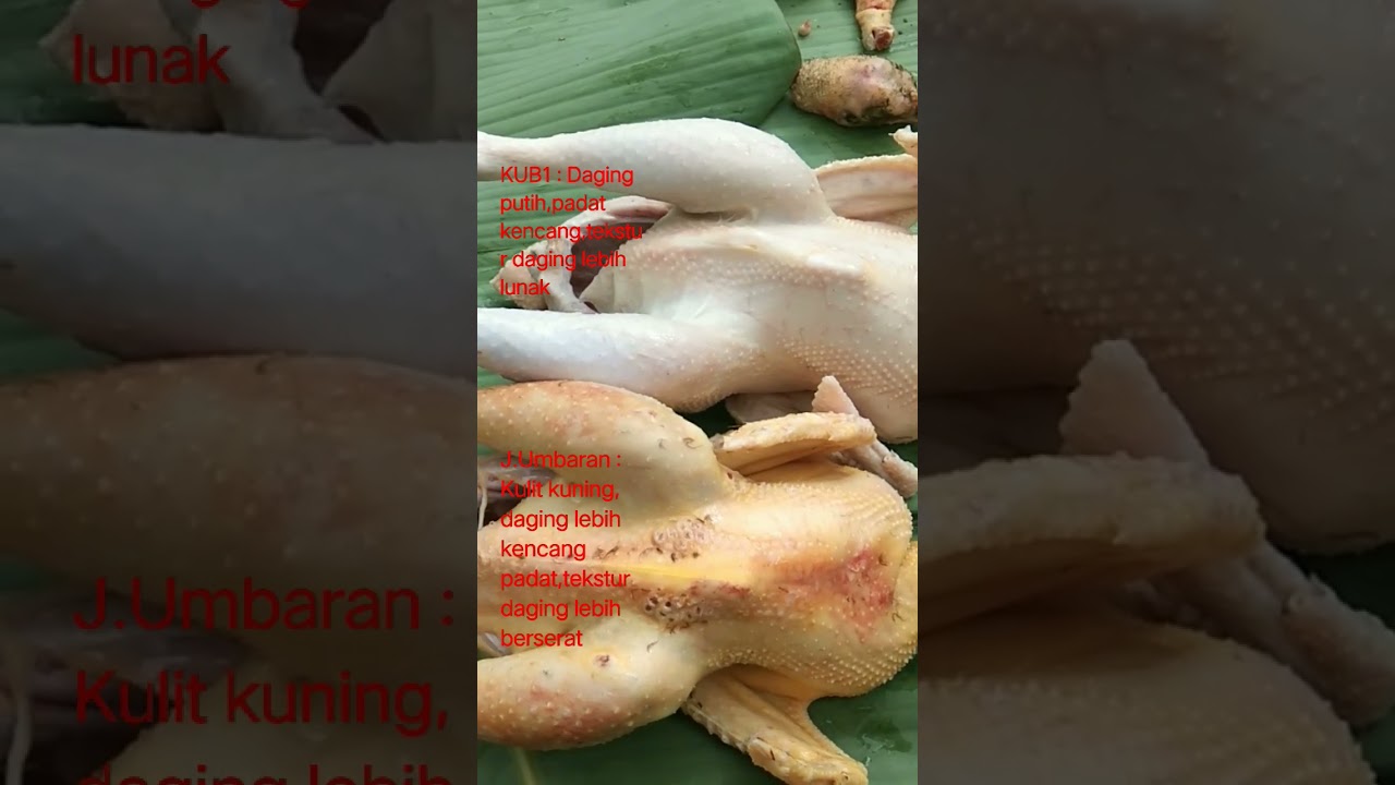 Perbedaan ayam KUB dan ayam kampung umbaran #ternakayam #ayamkampung #ayam