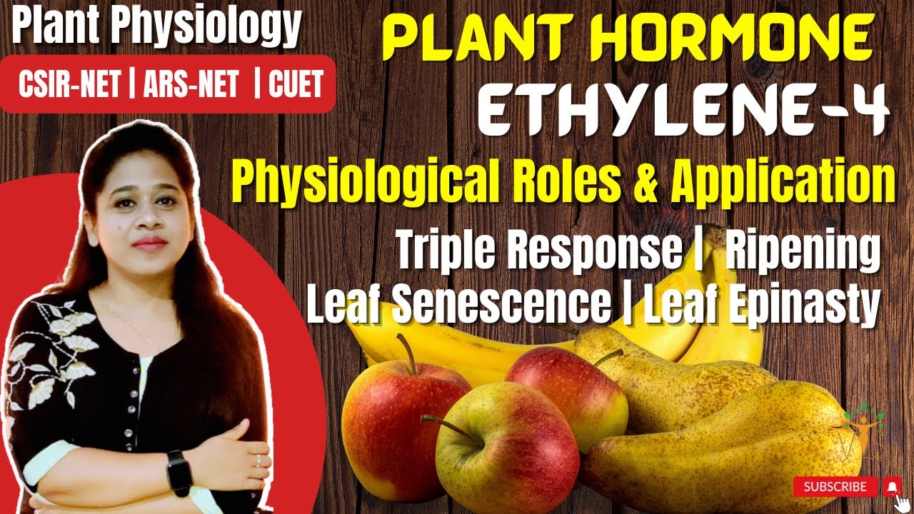 Plant Hormone Ethylene (Part-4) Physiological Roles | Applications | Triple Response | Leaf Epinasty