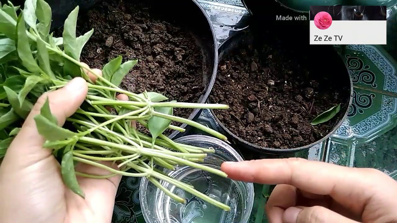 Begini !! Cara Tanam Kemangi Yang Cepet Panen.