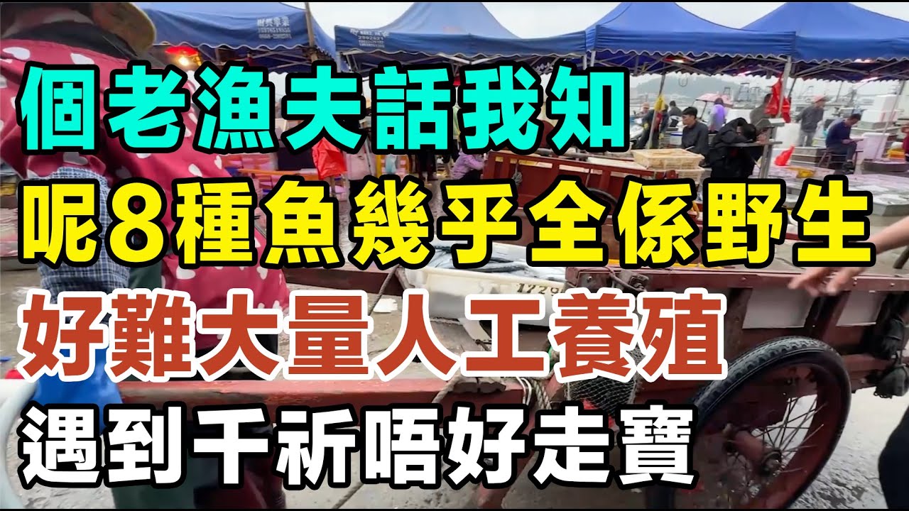 個老漁夫話我知，呢8種魚幾乎全部係野生，好難大量人工養殖，遇到千祈唔好走寶！