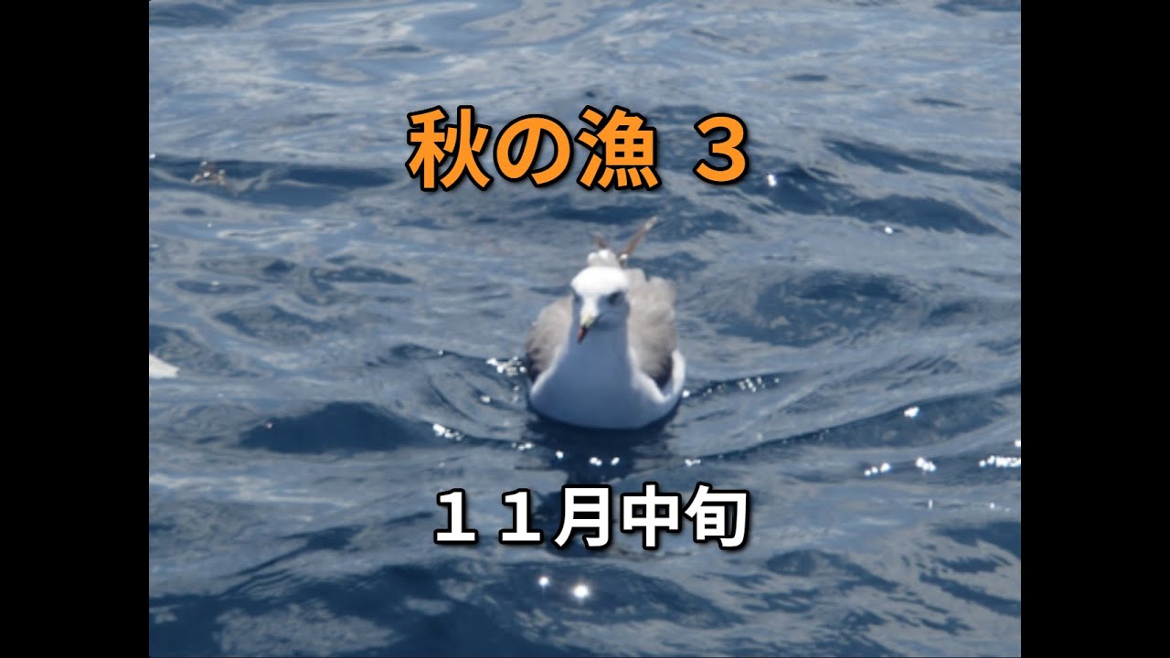 秋の漁 11月中旬 ゲスト釣行