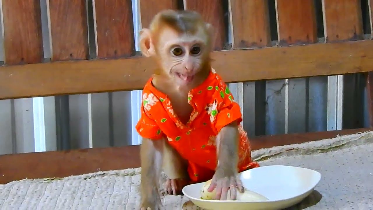 Banana I Not Eat..