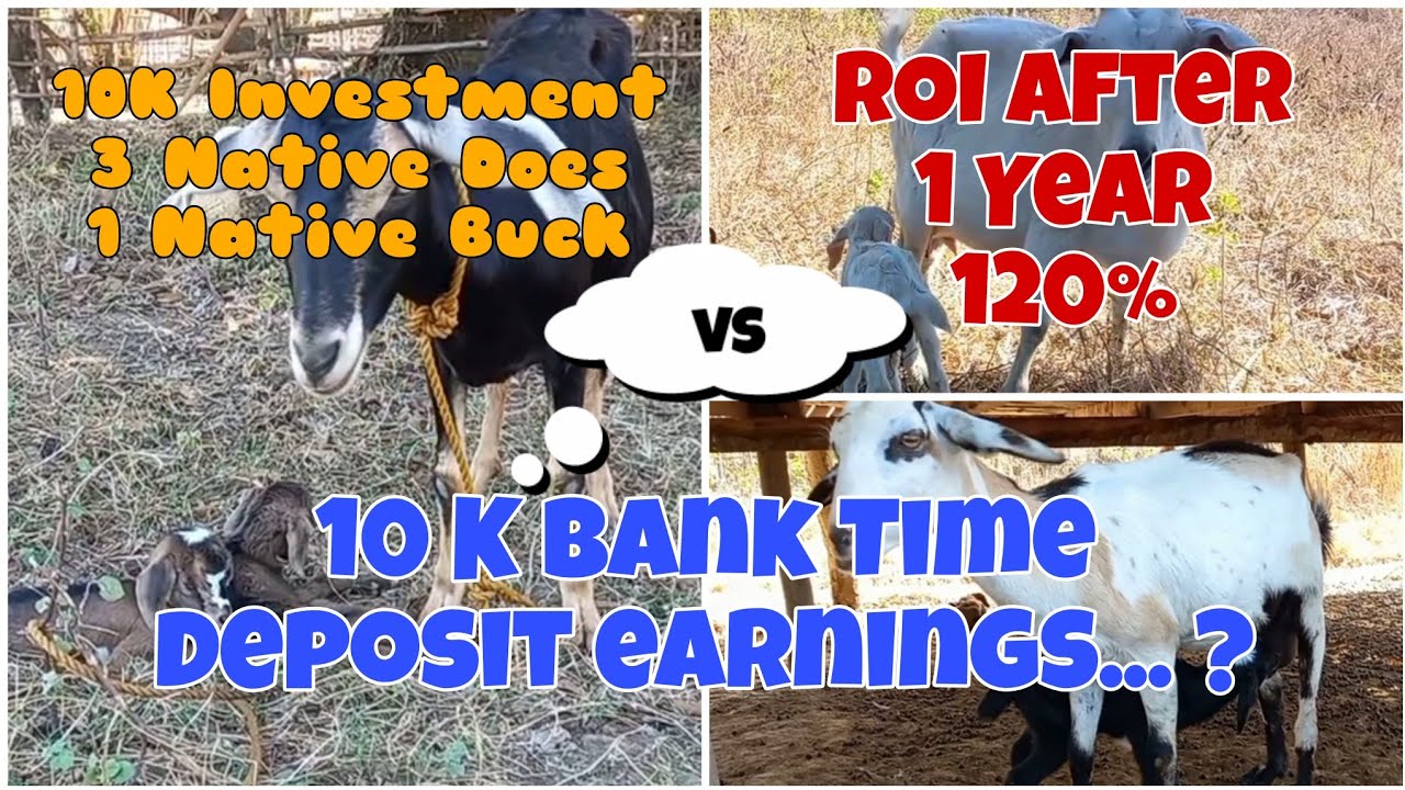 GOAT/ Goat Farming/ Goat Farming Business/ Nanganak na ang 3 Native Doe Goats/ NCAMBA TV