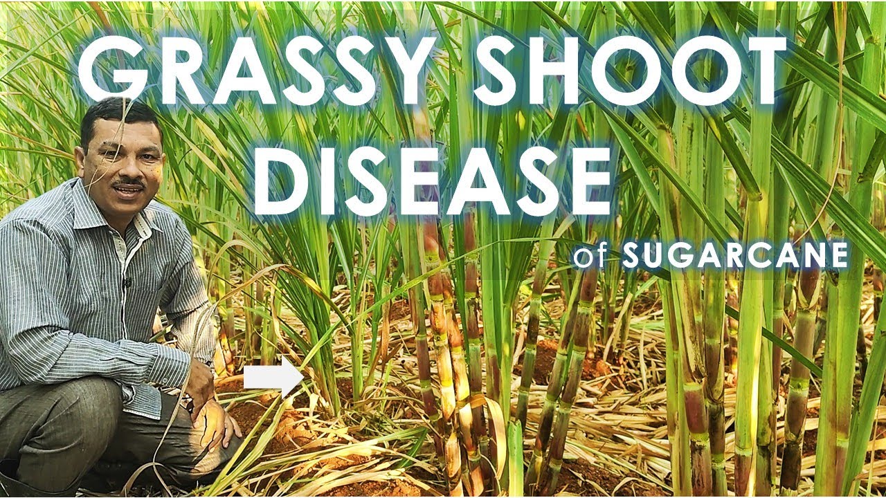 Grassy Shoot Disease (GSD) of sugarcane: Causal organism l symptoms l control measures
