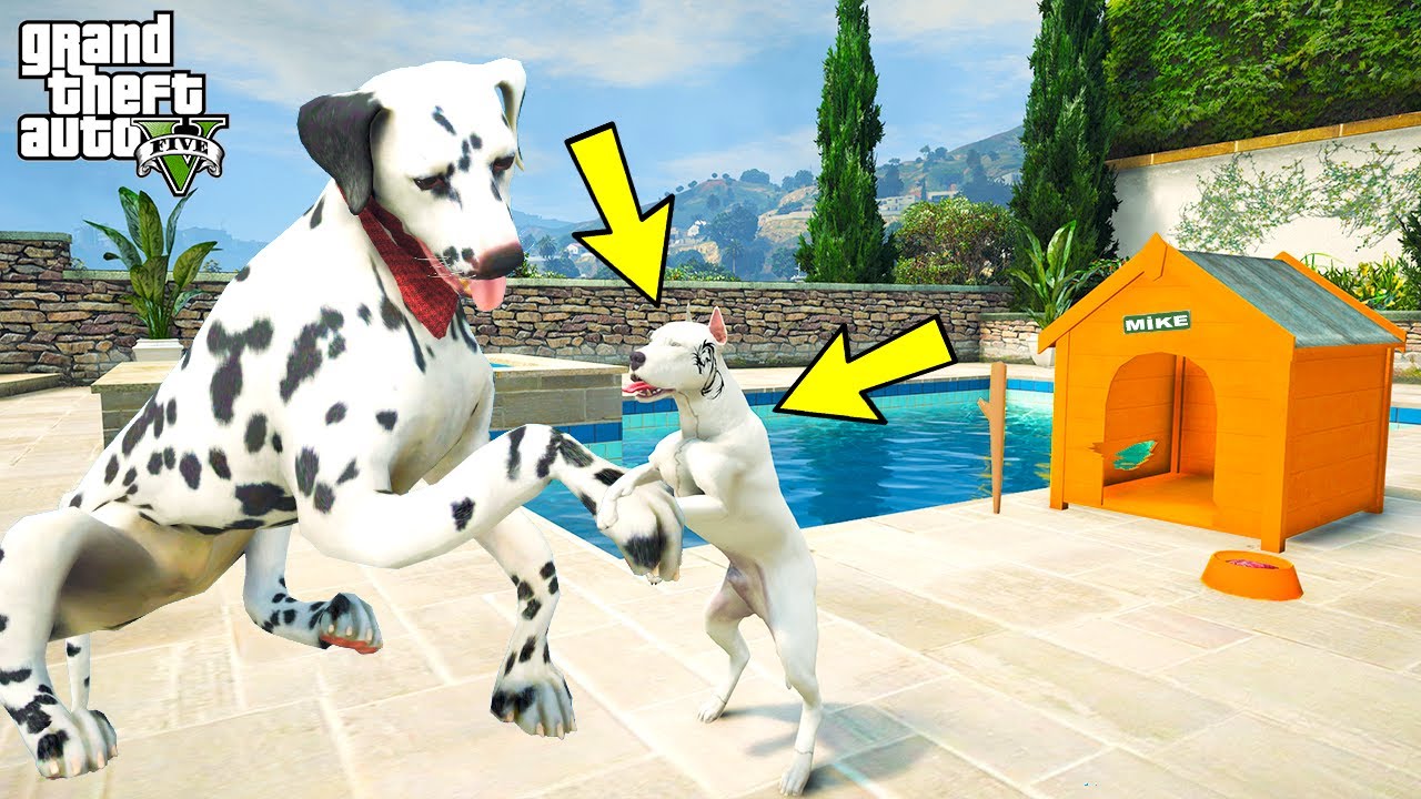 MAFYA KÖPEK AZAP YAVRU PİTBULL EJDER DÖVMELİ MİKE'I EVLAT EDİNİYOR! - GTA 5