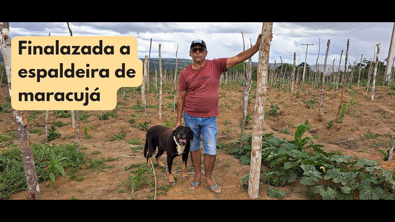 Finalizada a espaldeira de maracujá de minha roça