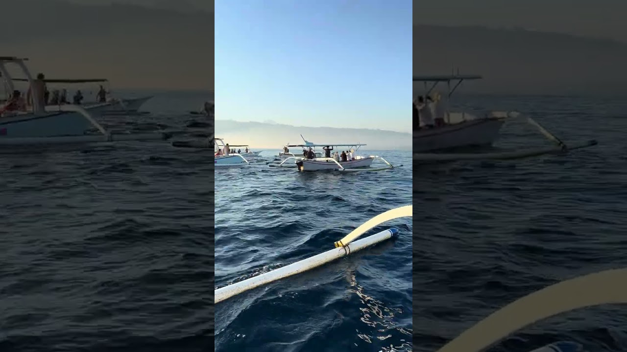 POV dolphins vs dozens of boats 🐬🌊 (17) 