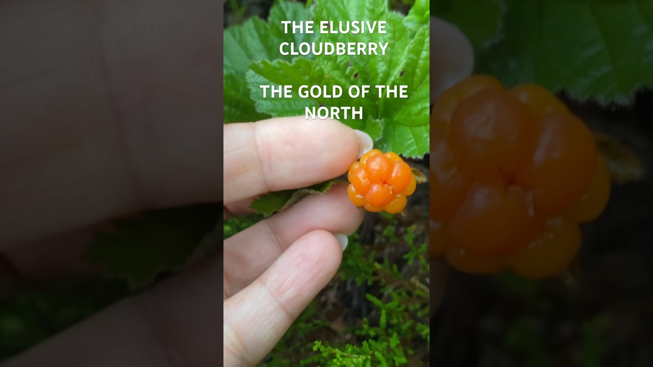 HAVE YOU EVER SEEN A CLOUDBERRY | NORDIC BERRY