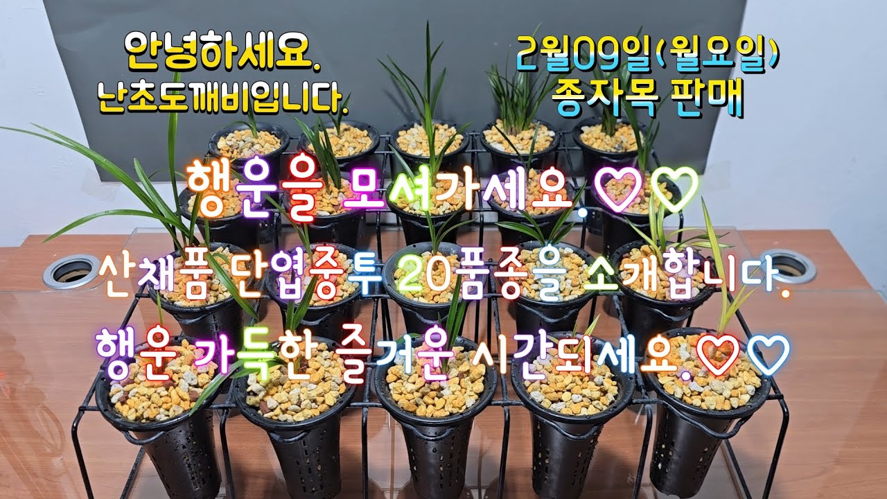 2월09일(월요일)산채품 단엽중투와 산채품 20품종을 소개합니다.4k