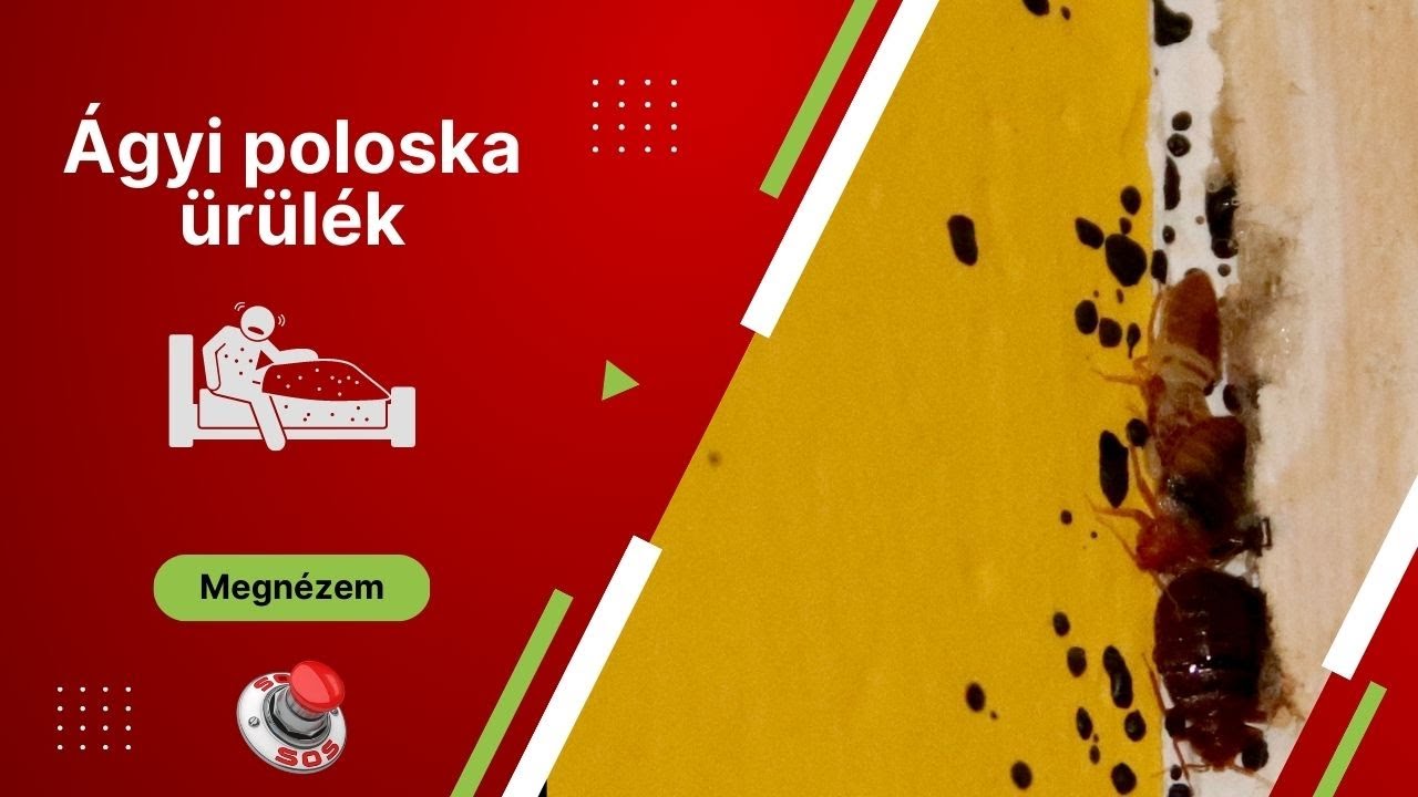 Ágyi poloska ürülék - soskartevostop.hu
