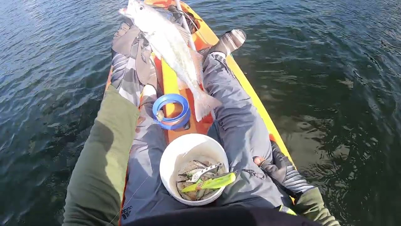 Search For A Big Salmon (Weak Fish) In The Shallows - Kayak Fishing Chaguaramas, Trinidad, Caribbean